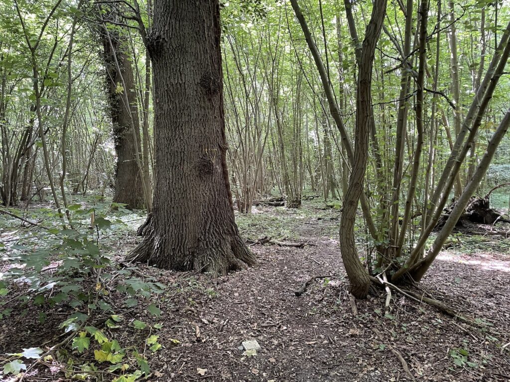 cimetière foret muttersholtz